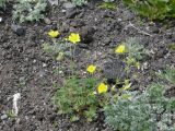 Potentilla vulcanicola. Цветущее растение. Камчатский край, Елизовский район, подножье Авачинского вулкана, горная тундра. 11.07.2008.