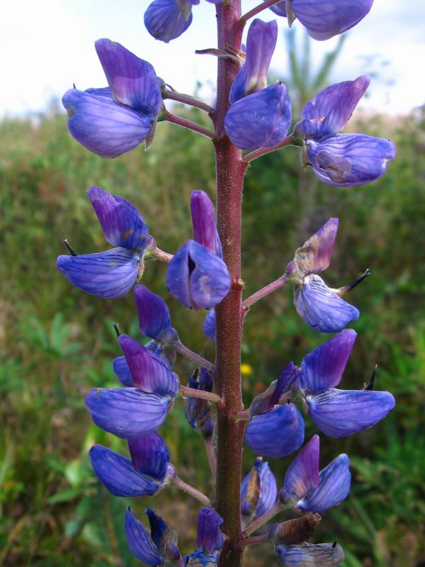 Image of Lupinus polyphyllus specimen.