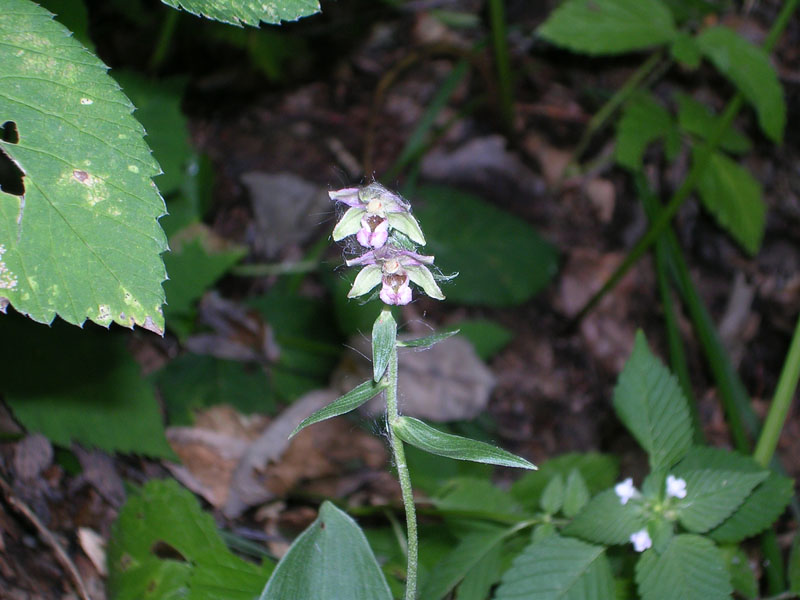 Изображение особи Epipactis helleborine.