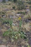 Inula macrophylla. Цветущее растение. Южный Казахстан, хр. Боролдайтау, г. Нурбай. 26.05.2008.