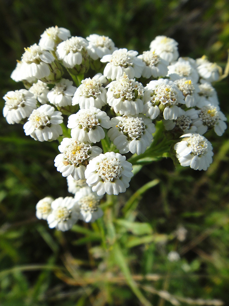 Image of Achillea acuminata specimen.