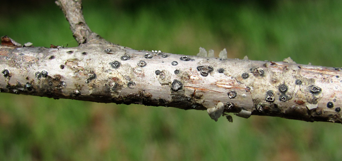 Image of Salix gmelinii specimen.