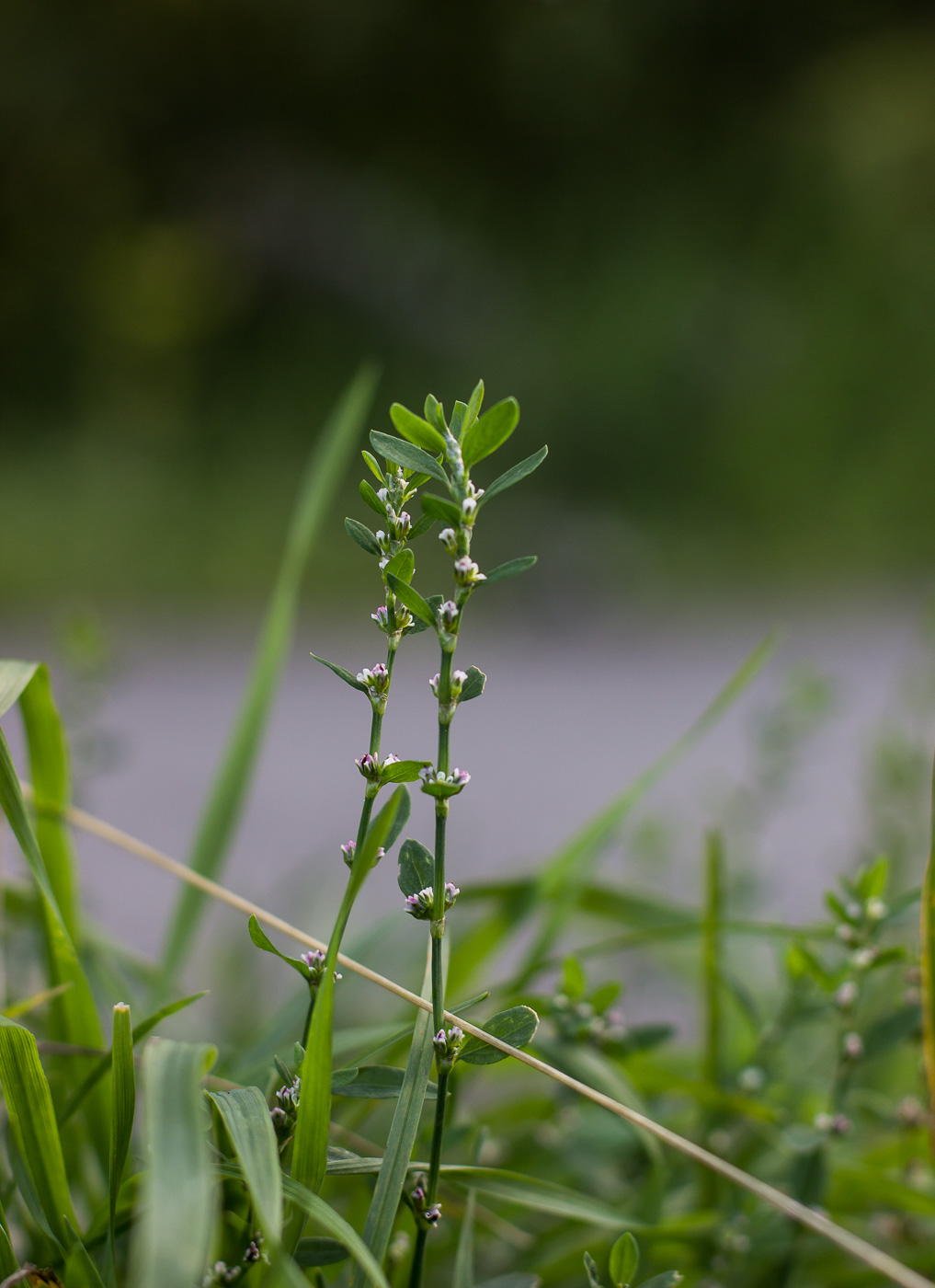 Image of Polygonum aviculare specimen.