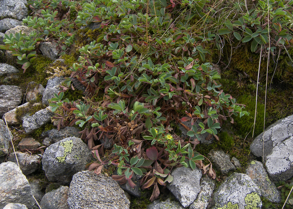 Image of Sibbaldia parviflora specimen.