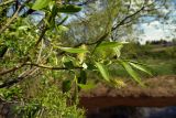 Salix euxina