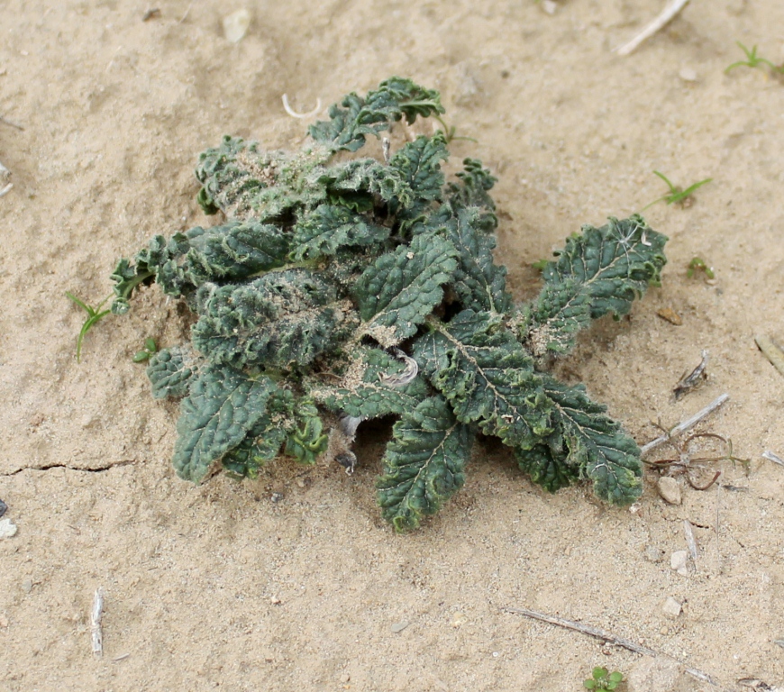 Image of Phlomoides labiosa specimen.