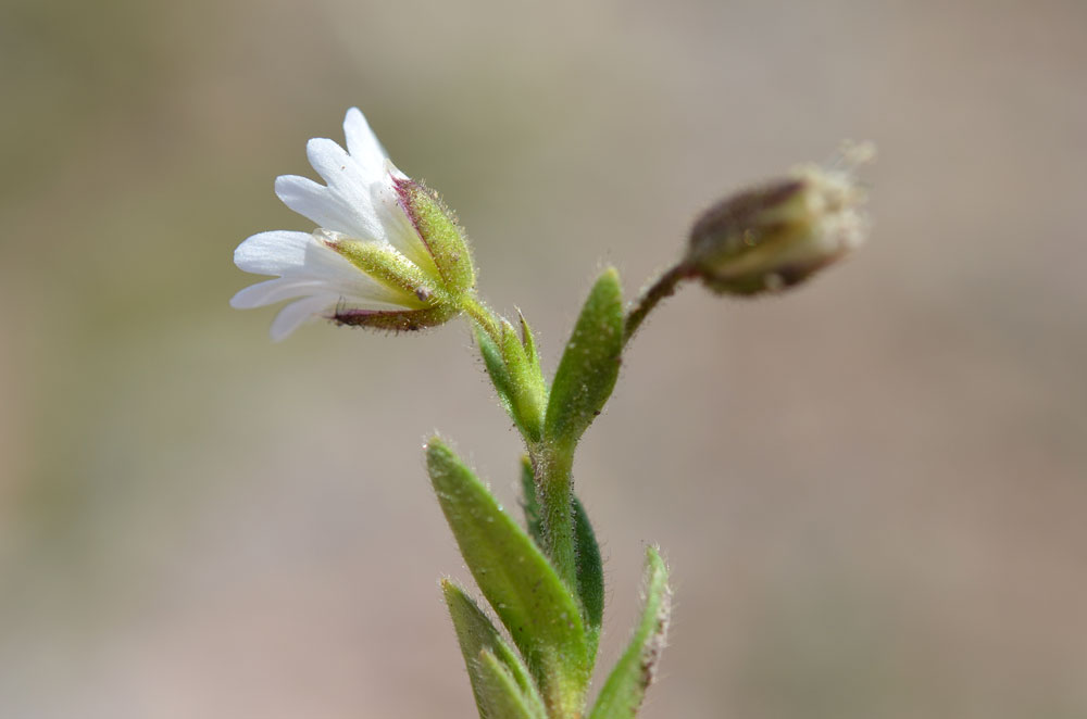 Image of Cerastium pusillum specimen.