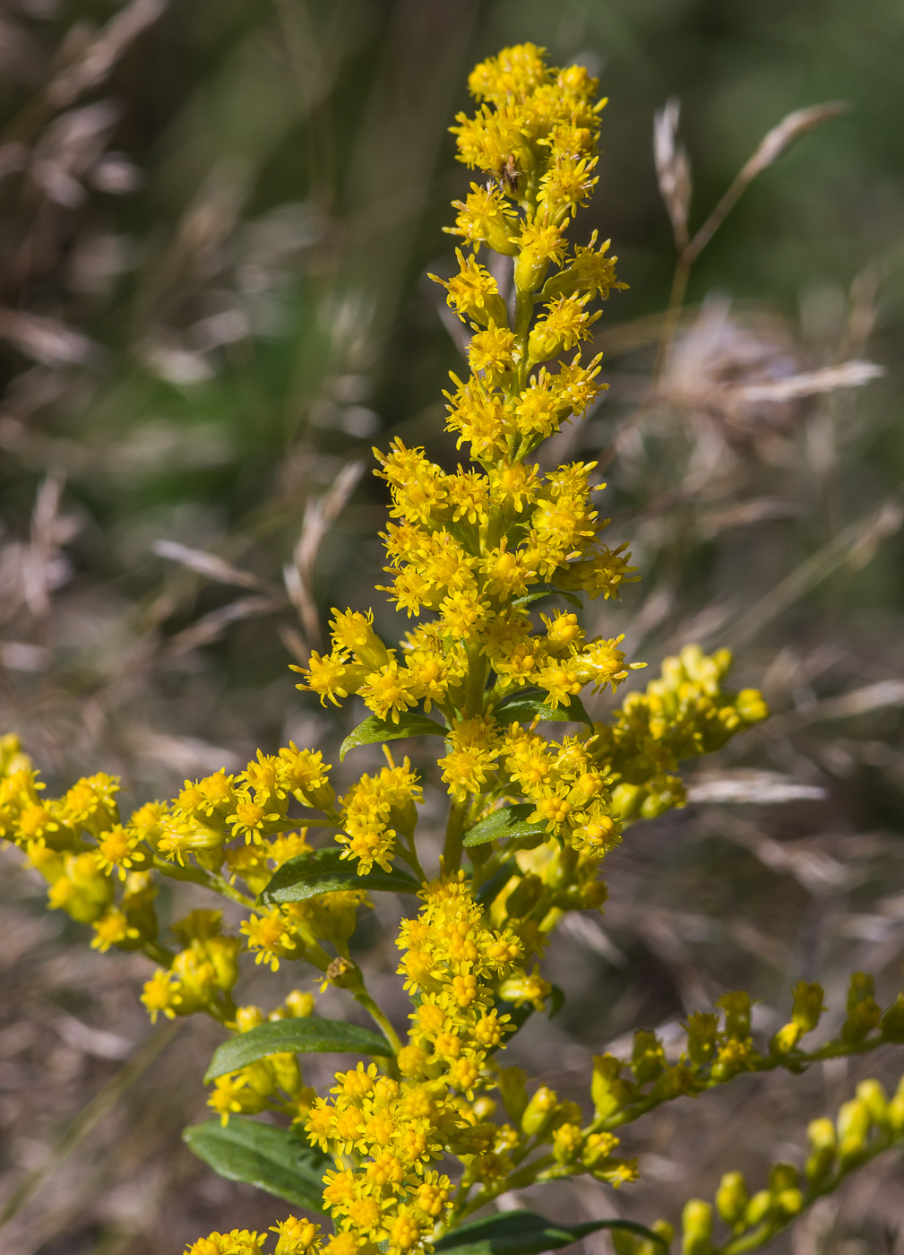 Изображение особи Solidago canadensis.