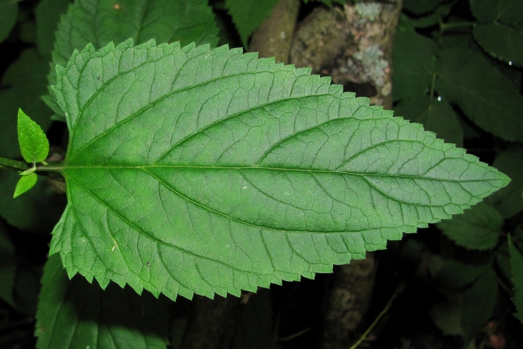 Изображение особи Scrophularia nodosa.