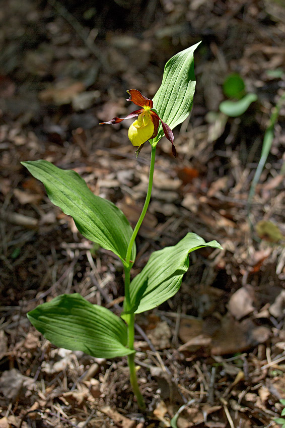 Изображение особи Cypripedium calceolus.