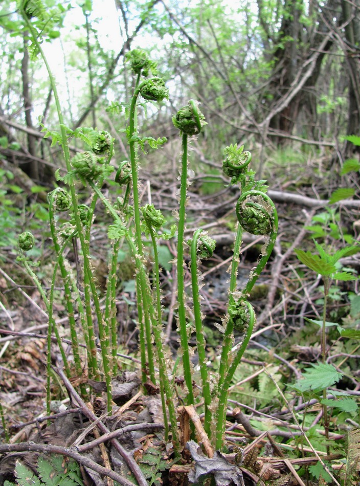 Image of Dryopteris carthusiana specimen.