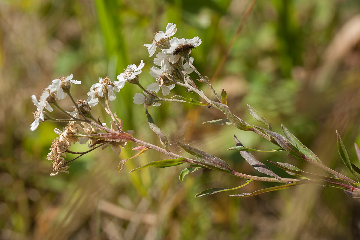 Image of Achillea ptarmica specimen.