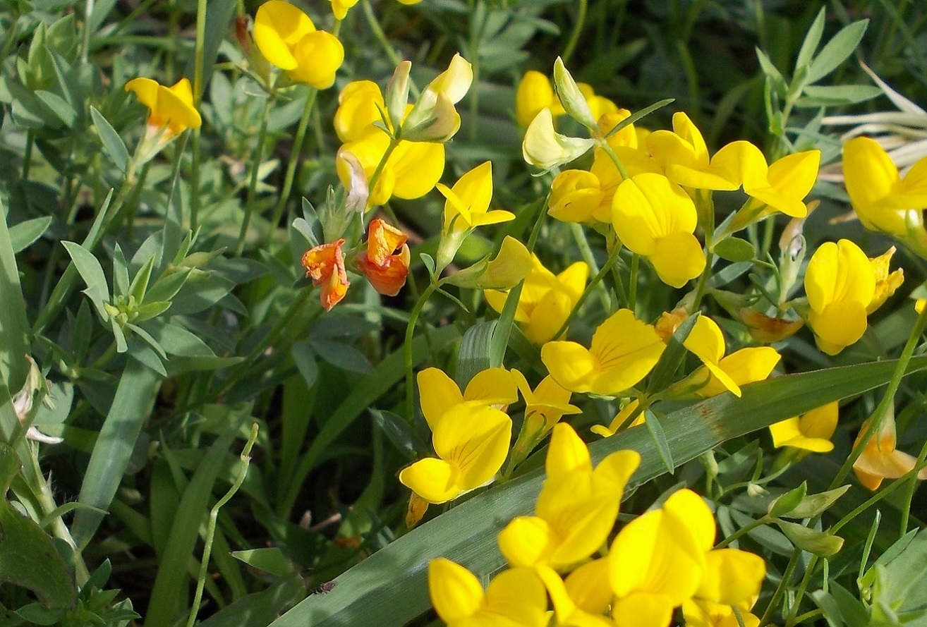 Изображение особи Lotus corniculatus.