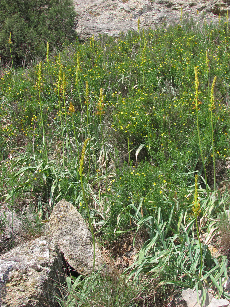 Image of Eremurus jungei specimen.