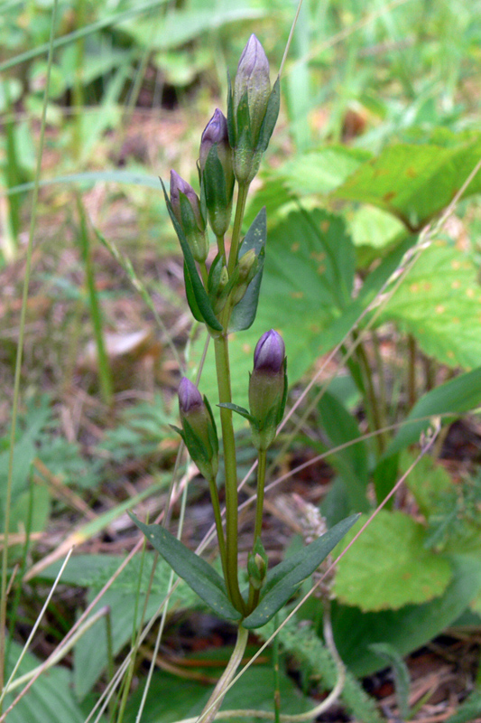 Image of Gentianella amarella specimen.