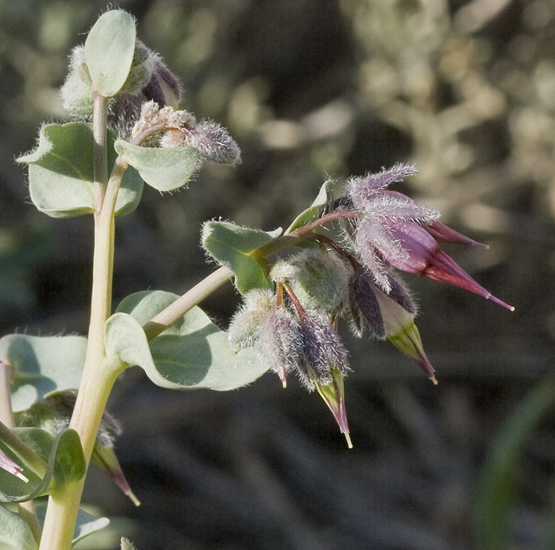 Изображение особи Rindera tetraspis.