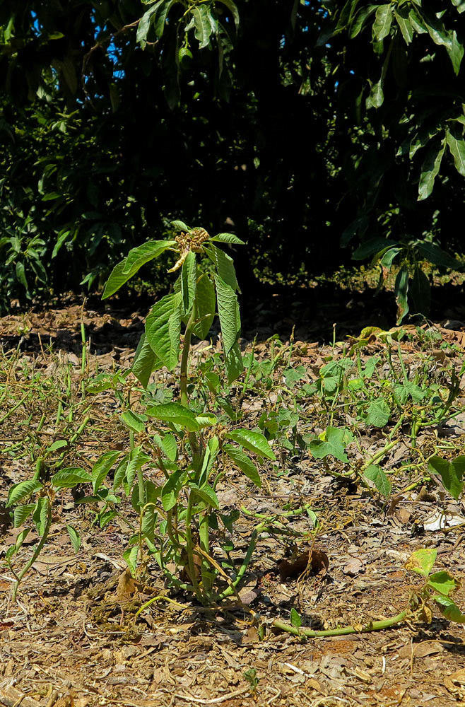 Image of Euphorbia heterophylla specimen.