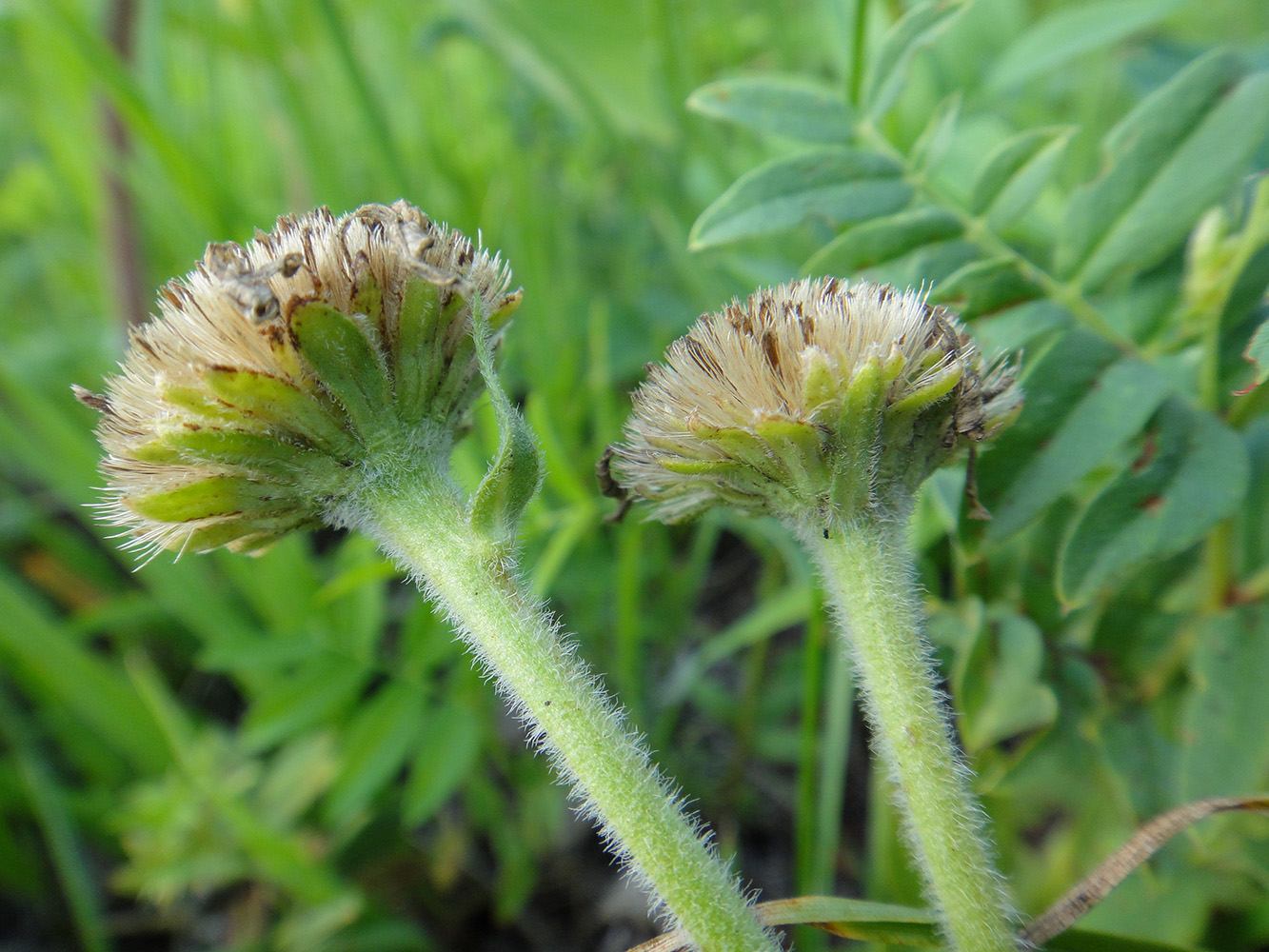 Image of Aster serpentimontanus specimen.