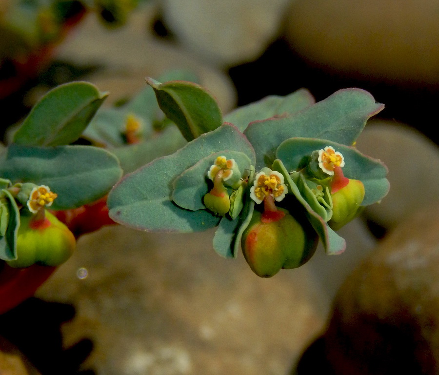 Image of Euphorbia peplis specimen.