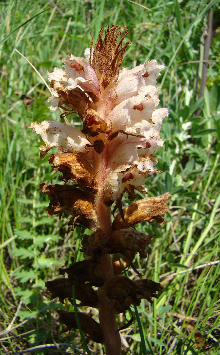 Image of Orobanche alba specimen.