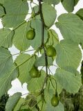 Davidia involucrata