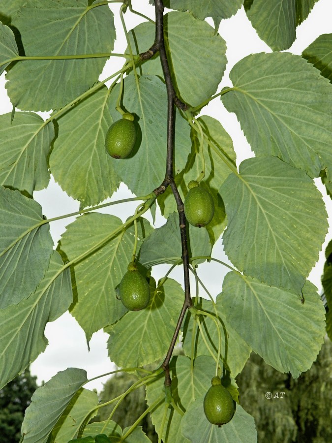 Image of Davidia involucrata specimen.