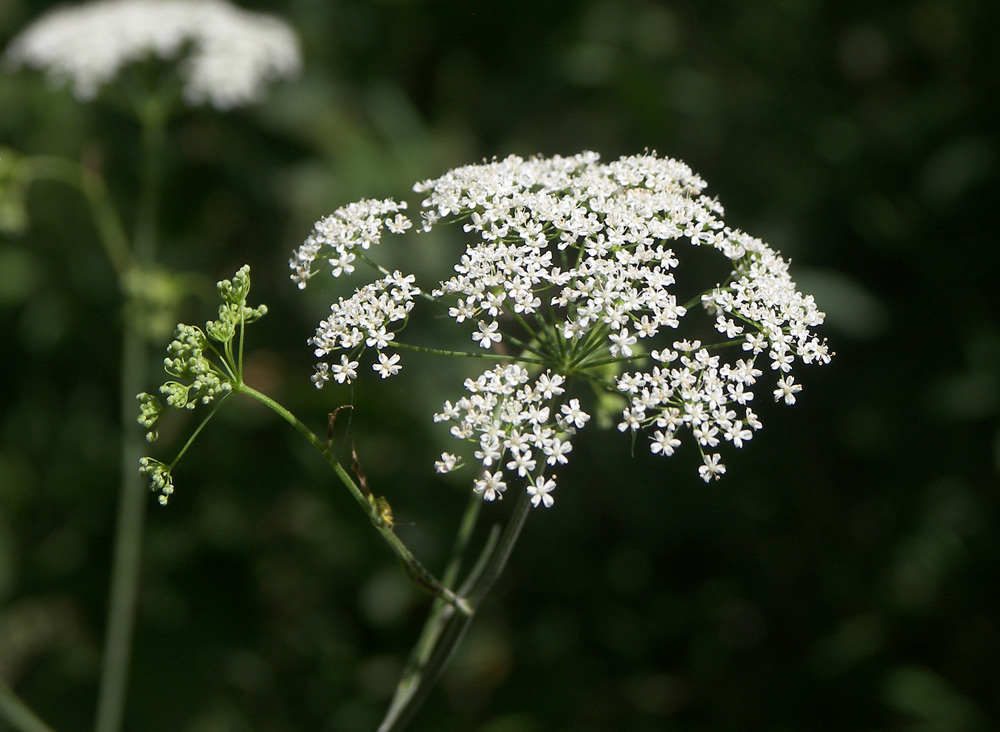 Image of Pimpinella saxifraga specimen.