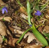 Scilla siberica