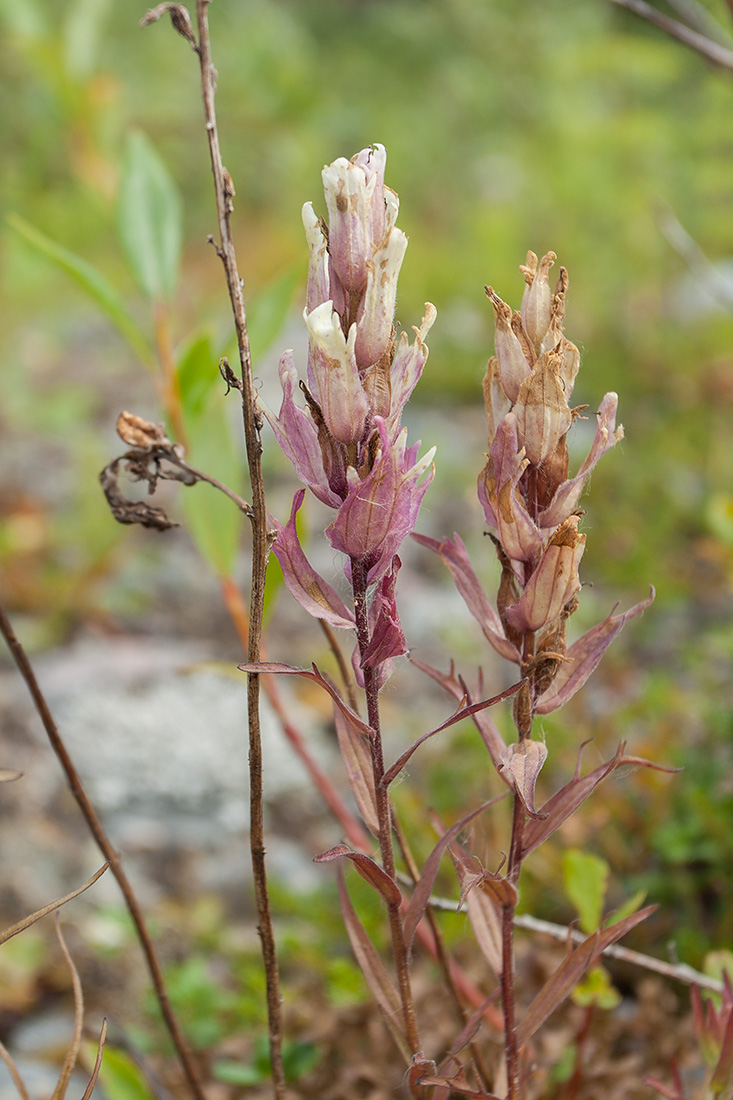 Image of Castilleja lapponica specimen.