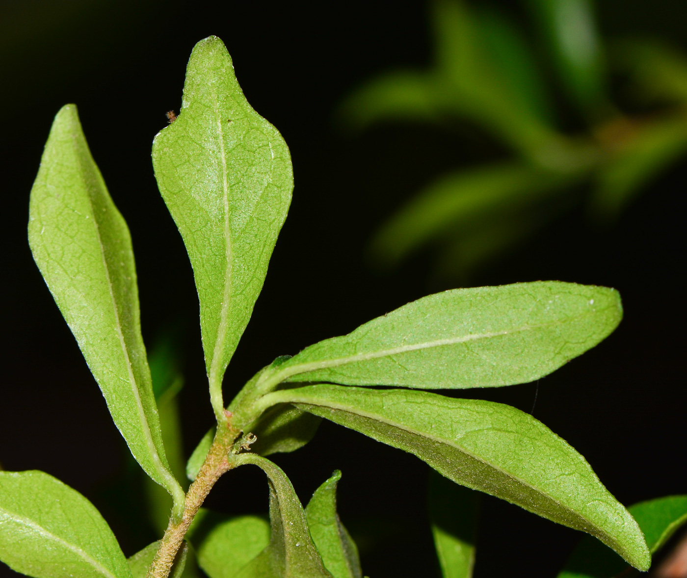 Image of Turraea obtusifolia specimen.