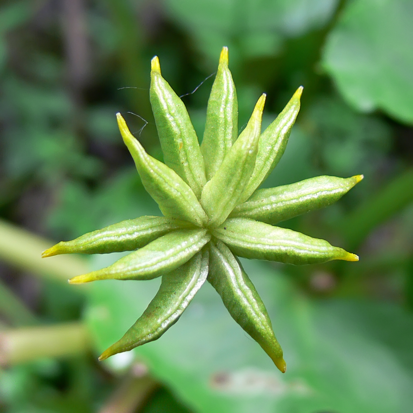 Image of Caltha palustris specimen.