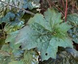 Heuchera micrantha