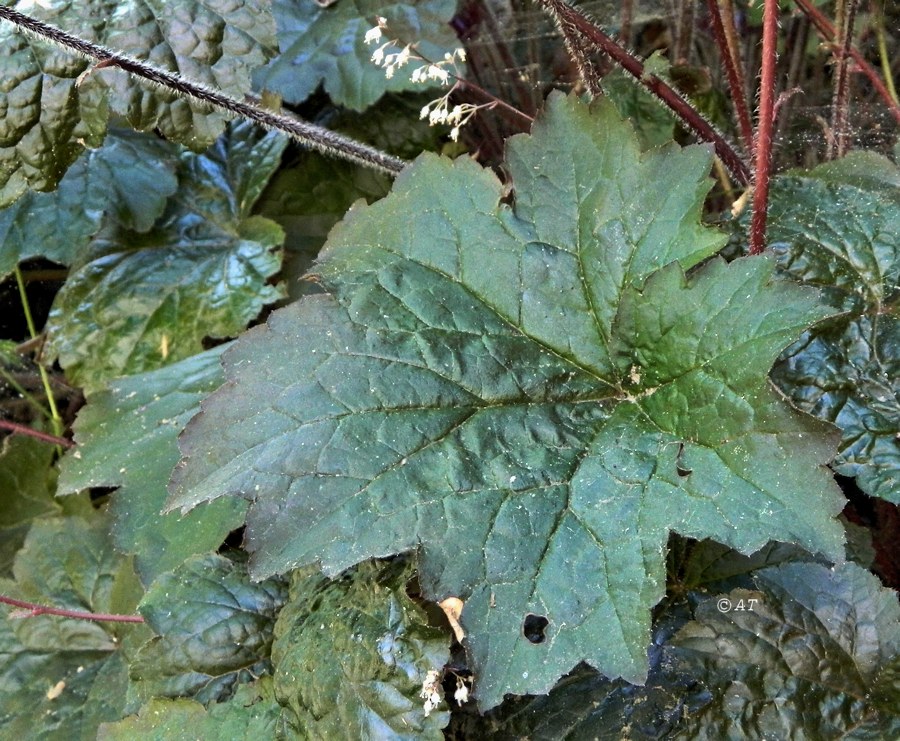 Изображение особи Heuchera micrantha.