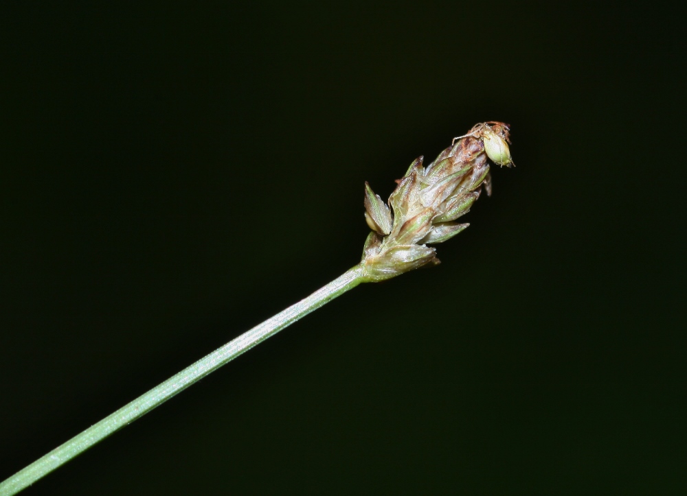 Image of Eleocharis maximoviczii specimen.