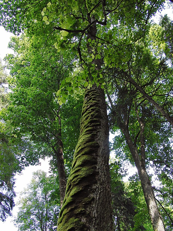 Image of Ulmus glabra specimen.