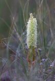 Смотреть изображение Orostachys malacophylla