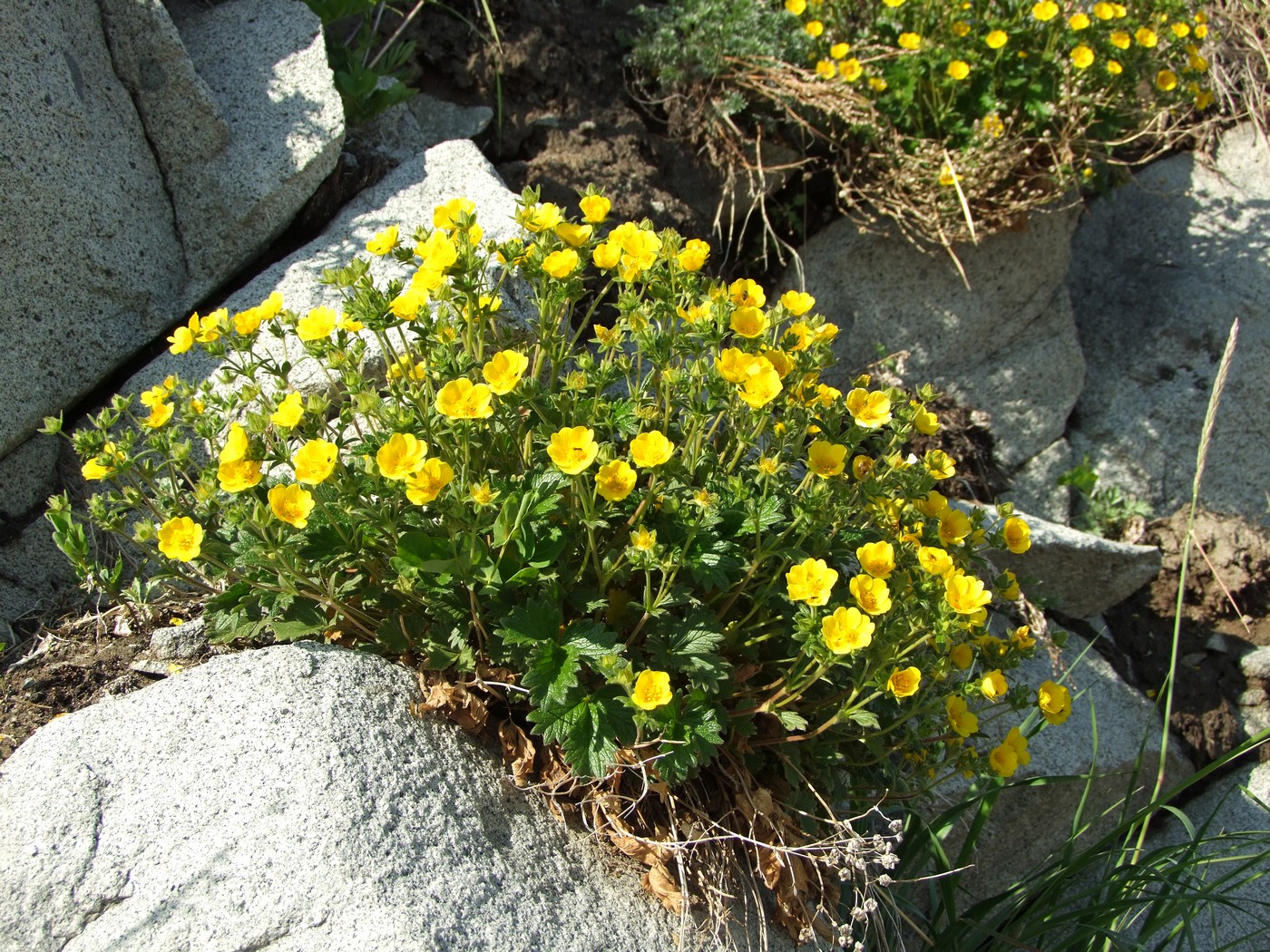 Image of Potentilla fragiformis specimen.