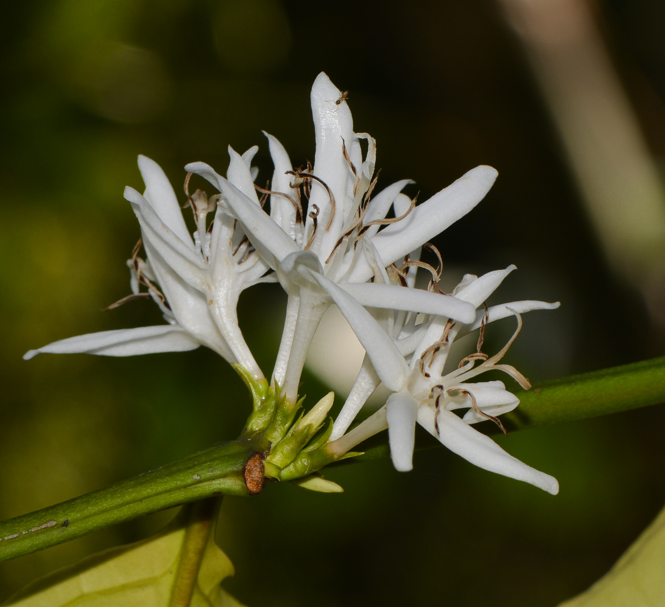 Image of Coffea arabica specimen.