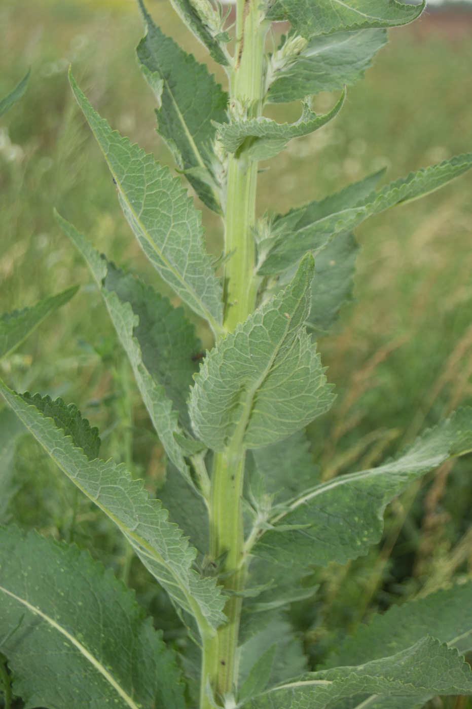 Image of Verbascum lychnitis specimen.