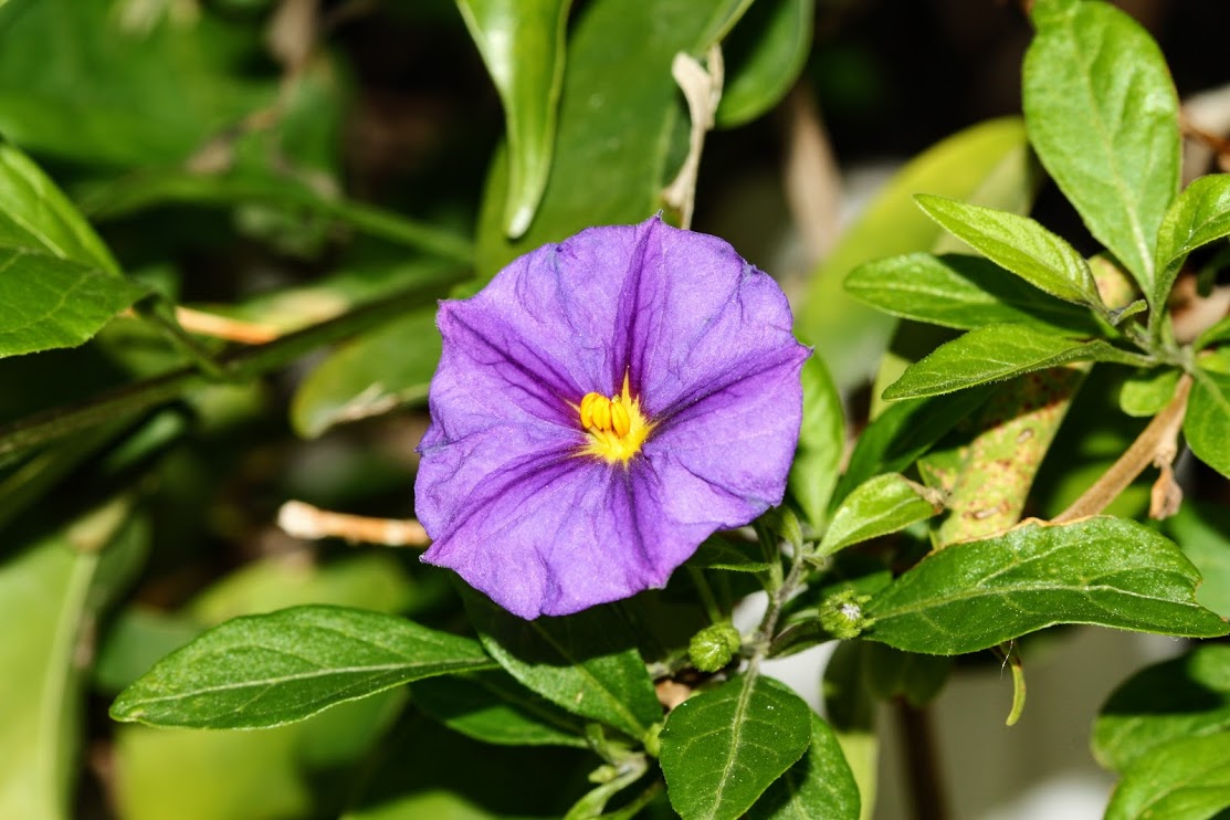 Image of Lycianthes rantonnetii specimen.