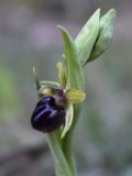 Ophrys sphegodes