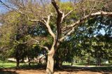 Ulmus parvifolia. Взрослое дерево. Австралия, г. Сидней, парк. 25.08.2013.