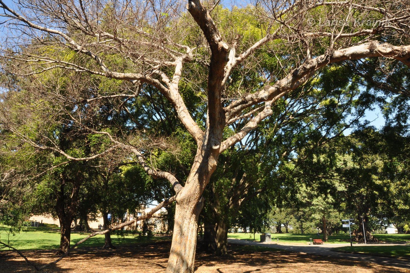 Изображение особи Ulmus parvifolia.