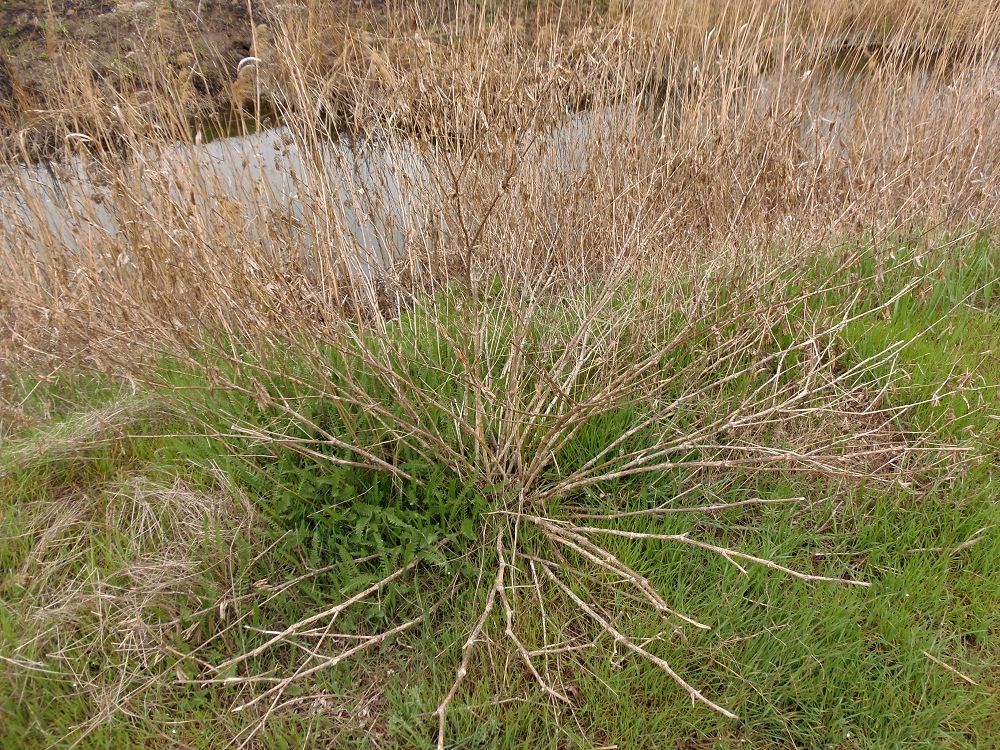 Image of Zygophyllum fabago specimen.