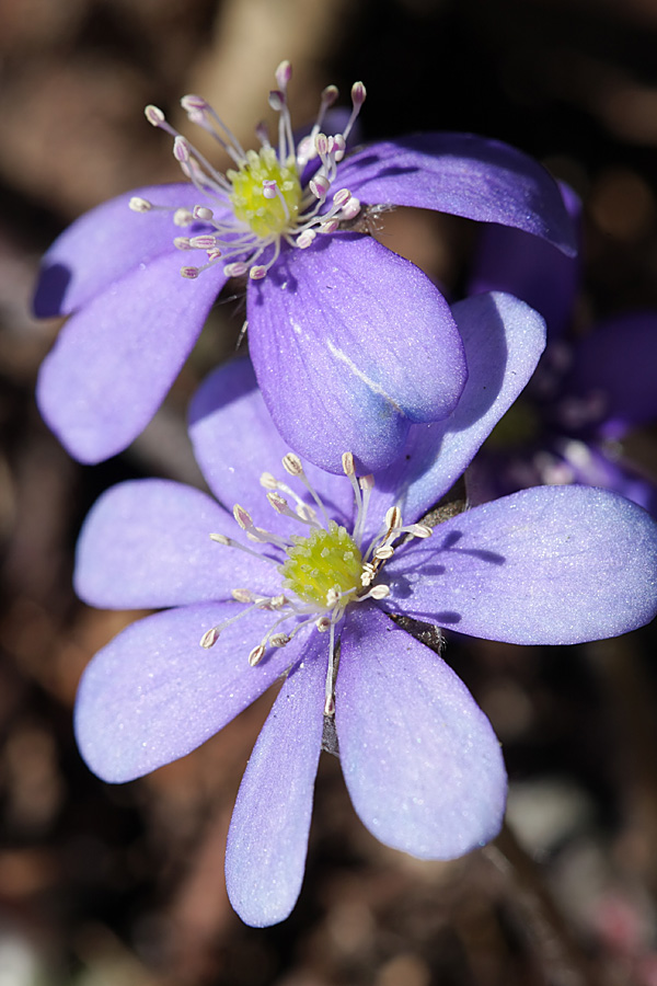 Изображение особи Hepatica nobilis.