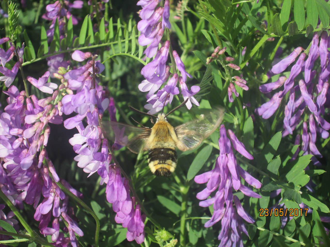 Image of Vicia tenuifolia specimen.