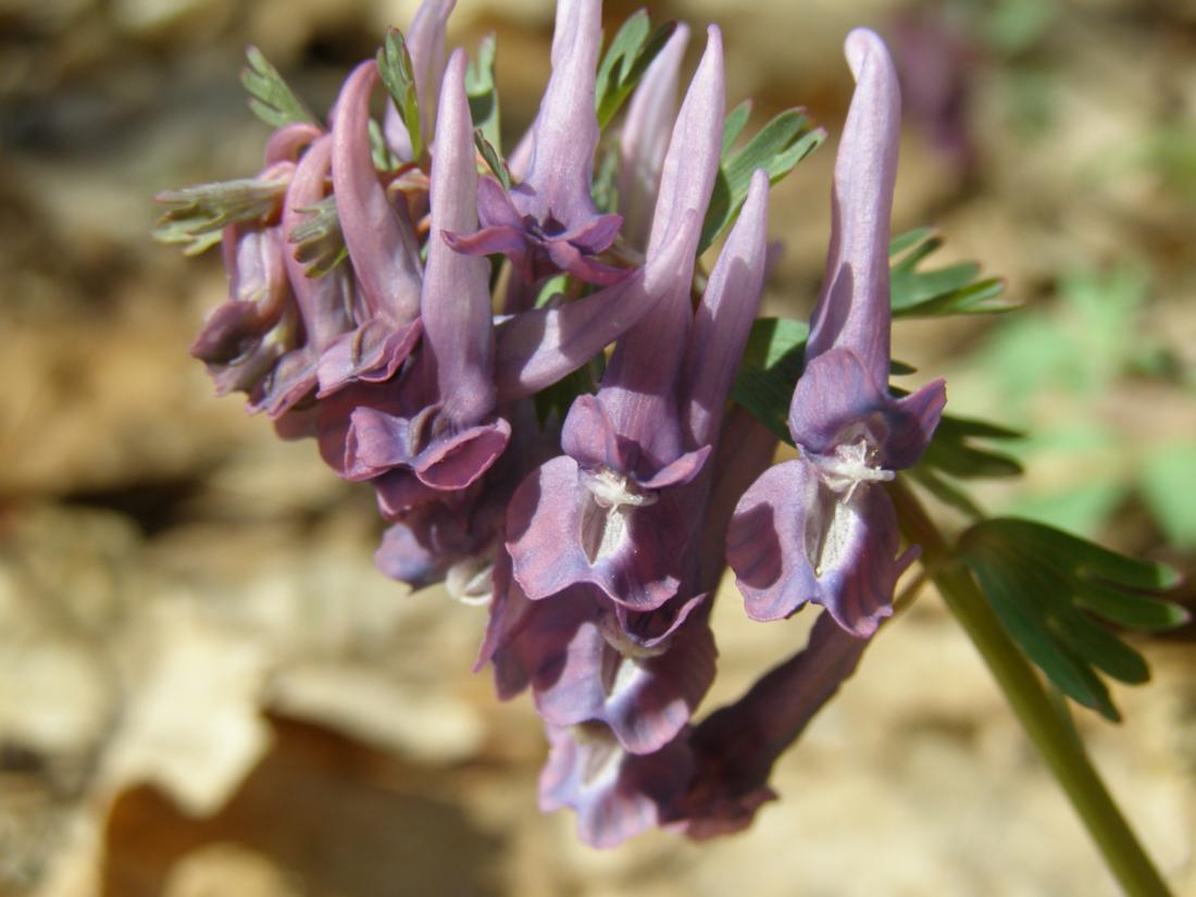 Изображение особи Corydalis solida.