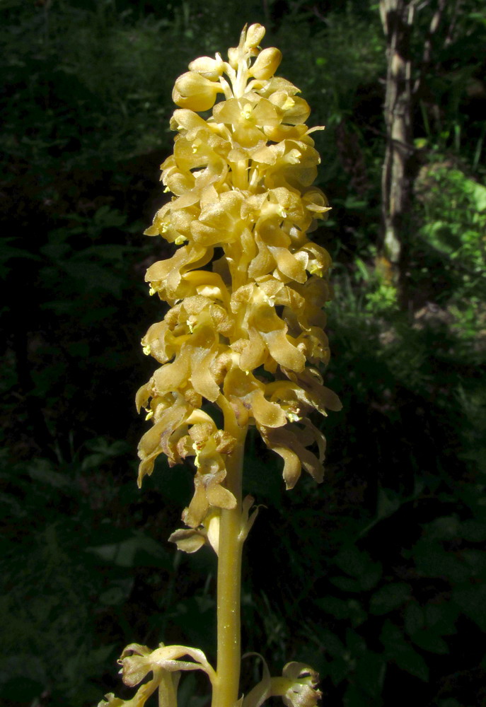 Image of Neottia krasnojarica specimen.