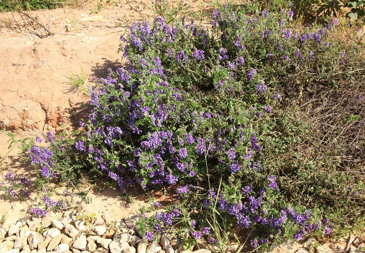 Image of Vicia villosa specimen.