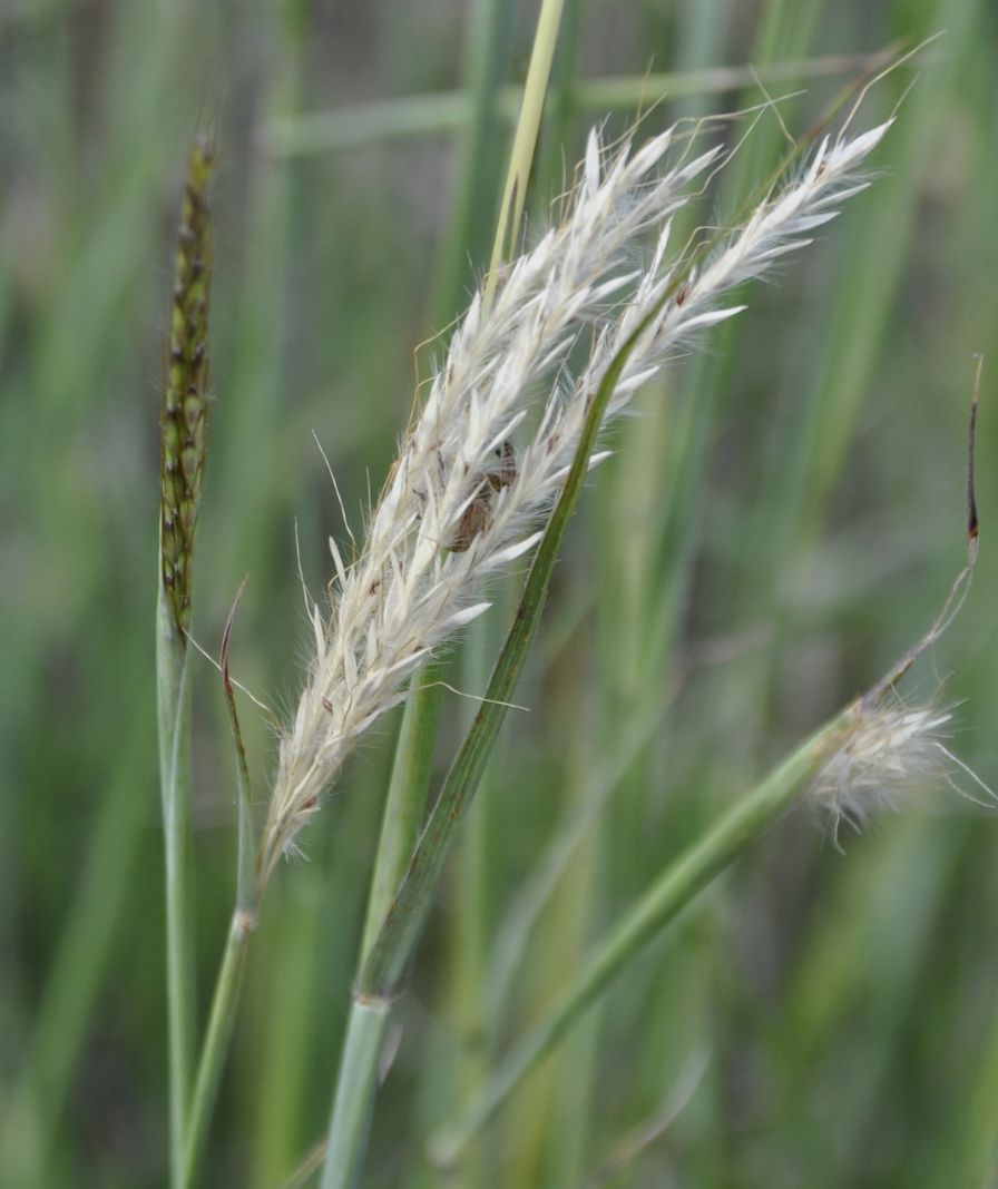 Изображение особи Bothriochloa ischaemum.